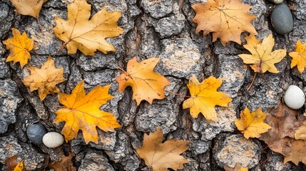 Autumn Maple Leaves on Tree Bark Texture