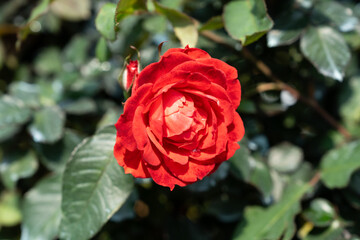 This rose blooms with deep passion