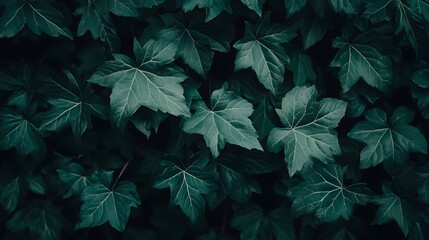 Fototapeta premium Deep Green Lush Ivy Leaves Background Texture