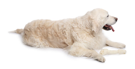Cute dog with chew bone on white background
