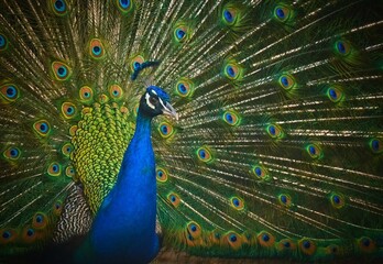 Obraz premium Peacock with beautiful colorful feathers