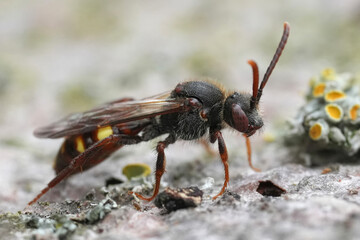 Closeup on a female Early nomad bee , Nomada leucophthalma