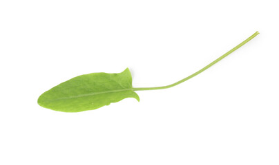 One fresh green sorrel leaf isolated on white, top view
