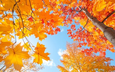 Autumn leaves with blue sky, and low angle.