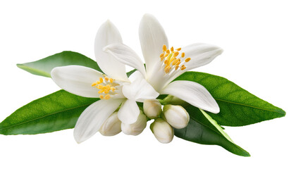 Neroli blossom, orange tree white flowers and buds bunch Isolated On PNG Transparent and White Background 