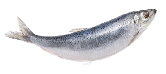 One whole delicious herring isolated on white