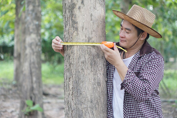 Asian man botanist is using measuring tape to measure trunk of tree in forest to analysis and...