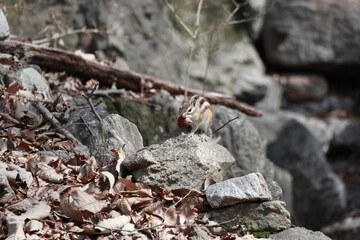 동부줄무늬다람쥐