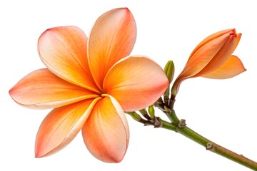 Fototapeta premium Tropical frangipani blossoms, white and red petals isolated, evoke summer garden beauty