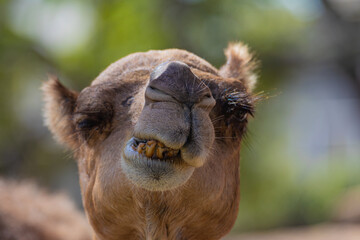 portrait of a camel close up	
