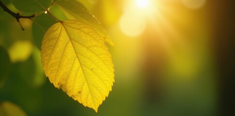 Morning light filtering through a yellow leaf, tree, texture