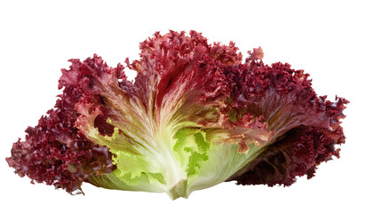 Red Salad Lettuce Leaf Lollo Rosso Isolated On PNG Transparent and White Background 