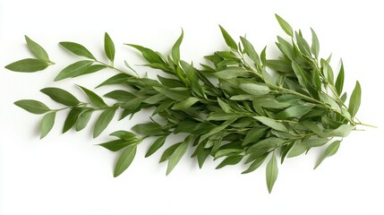 A stunning close-up of lush green leaves displaying exquisite details, illustrating the beauty and diversity of nature&rsquo;s colors and forms, evoking feelings of tranquility.