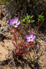 Drosera cistiflora in natural habitat near Vanrhynsdorp in the Western Cape of South Africa
