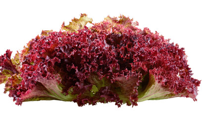 Red Salad Lettuce Leaf Lollo Rosso Isolated On PNG Transparent and White Background 