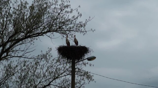 Two Storks Nesting on Concrete Utility Pole Under Cloudy Sky &ndash; Wildlife Footage

