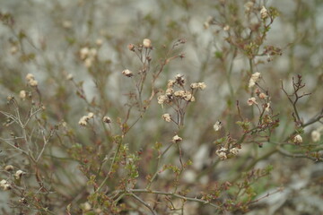 wild flowers in the grass