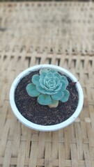 Mini succulent in a white pot