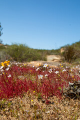 Carnivorous Plants: Drosera alba in natural habitat near Vanrhynsdorp in the Western Cape of South Africa