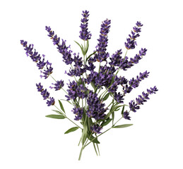 Naklejka premium bouquet of fresh lavender flowers with vibrant purple blooms and green stems, isolated on transparency background