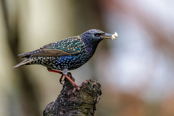 Star (Sturnus vulgaris)