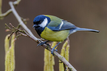 Kohlmeise (parus major)