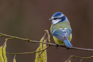 Blaumeise (Cyanistes caeruleus)