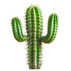 Naklejka premium Green Cactus Plant Spiky Desert Flora Nature