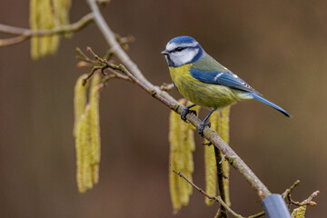 Blaumeise (Cyanistes caeruleus)