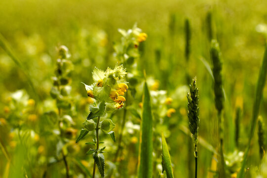 plant with yellow flowers castus together with young wheat.