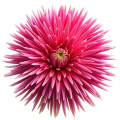 A bright pink flower with long, spiky petals extending outward, creating a starburst effect against a white background