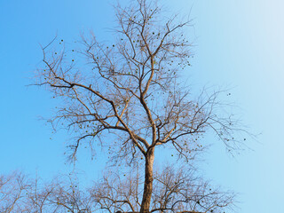 Seasonal leaves fall and branches remain

