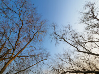 Seasonal leaves fall and branches remain

