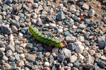 A large green hawk moth caterpillar crawls on the ground