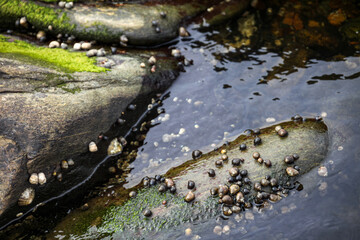 A rock covered in small black and white shells