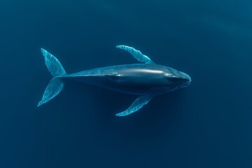 Obraz premium Aerial View of Majestic Blue Whale Surfacing in Turquoise and Deep Navy Ocean, Sunlight on Glistening Skin, Whale Shadow on Ocean Floor, Marine Wildlife, Underwater Nature, Ocean Conservation, Sea