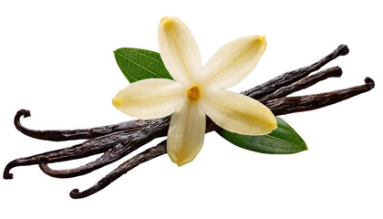 Vanilla bean Isolated On PNG Transparent and White Background 
