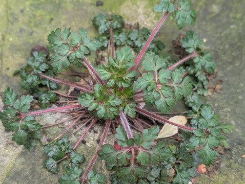 Leaves of Herb-robert (Geranium robertianum) growing from a garden path