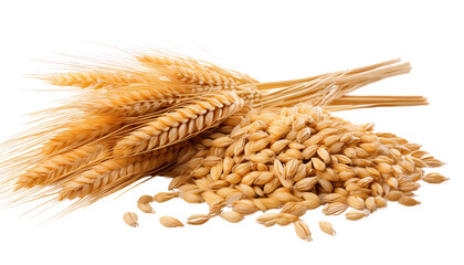 Wheat Isolated On PNG Transparent and White Background 