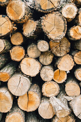 Stacked logs cut for firewood