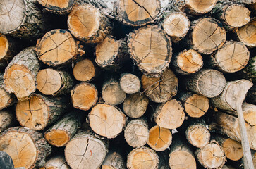 Fototapeta premium Stacked logs cut for firewood