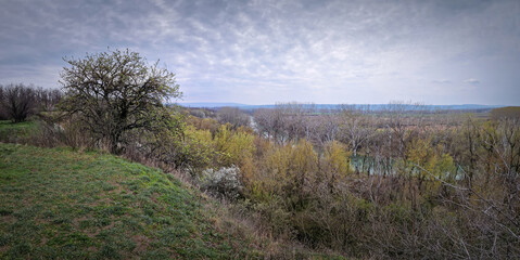 Picturesque spring landscape with blooming woods and shrubs and a lone tree on the edge of a grassy hill above the forest on the valley