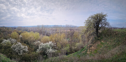 Picturesque spring landscape with blooming woods and shrubs and a lone tree on the edge of a grassy hill above the forest on the valley