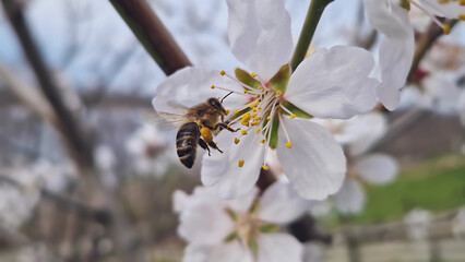 Closeup gentle bee collecting pollen from blooming almond tree. Spring flowers pollination for a rich harvest