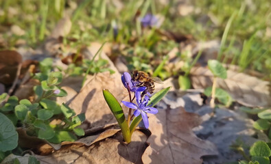 Close-up of a bee collecting nectar from a small alpine squill purple flower in the spring meadow....