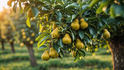 Lush pear tree filled with ripe golden pears, bright green leaves shimmering in sunlight, sunlit orchard scene with soft golden hour lighting, peaceful countryside setting