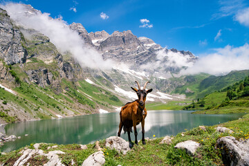 Goat poses like a professional model at Oberblegi Lake. Oberblegisee is a lake in the Canton of...