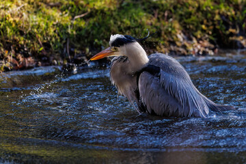 Graureiher (Ardea cinerea)
