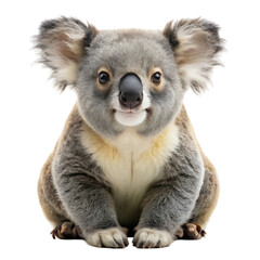 Fototapeta premium Adorable Koala Bear Cub