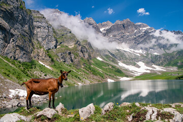 Goat poses like a professional model at Oberblegi Lake. Oberblegisee is a lake in the Canton of...